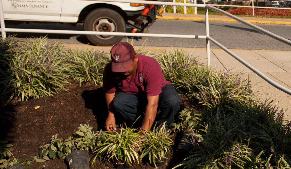 CUA staff member planting garden