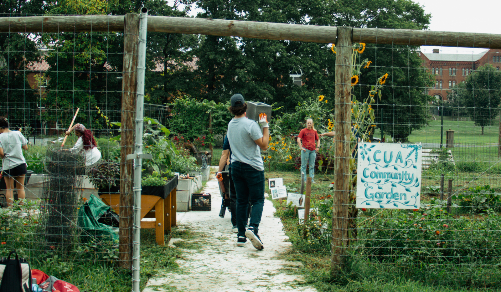 Student volunteering 